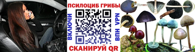 Купить где  Пустошка  Псилоцибиновые грибы Psilocybe 